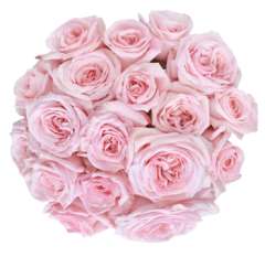 Pink Garden Rose