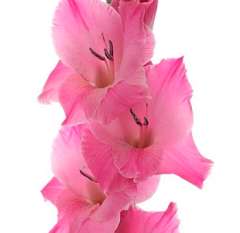 Pink Gladiolus Large