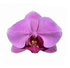 Pink Lavender Phalaenopsis Orchid Blooms