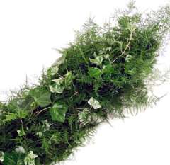 Ivy Garland – Plumosa Mix - Full - 9 inches Wide