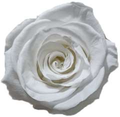 White Preserved Roses Biological [Without Stem]