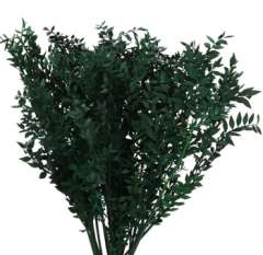 Ruscus For Sale