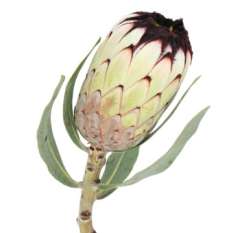 Protea Flower - Barbigera