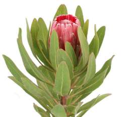 Protea Flower - Lancelot