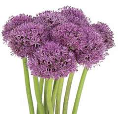 Allium Lavender Flowers
