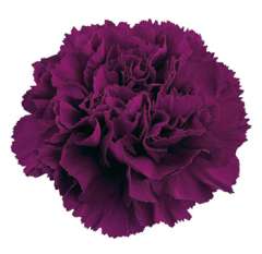 Purple Tinted Carnations for Valentine's Day
