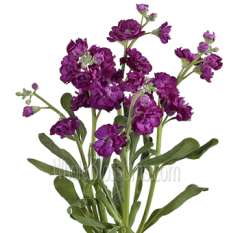 Purple Flower Stock
