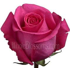 Ravel Dark Pink Roses