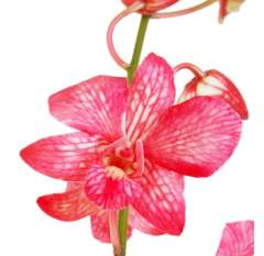 Raspberry Dendrobium Orchids Bicolor