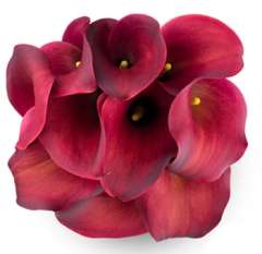 Long Calla Lily Red Flowers