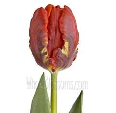 Rococo Parrot Red Tulips