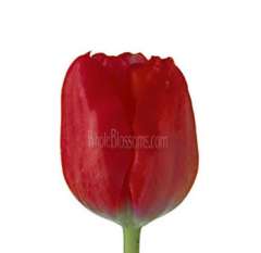 Tulip Red Flowers
