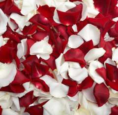 Fresh Red White Rose Petals for Valentine's Day