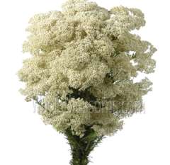 White Rice flower