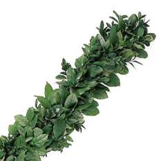 Salal Ruscus Garland - Full - 9 inches Wide