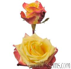 Salambo Bicolor Yellow Rose