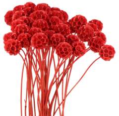 Scabiosa Pods Dyed - Red