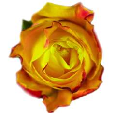 Yellow Rose Bicolor