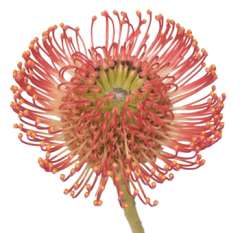 Soleil Protea Pincushion Flower