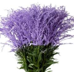 Solidago - Lavender Flower Dyed