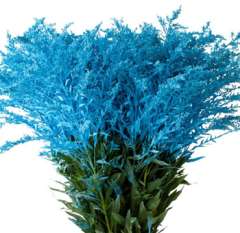 Solidago - Light Blue Flower Dyed