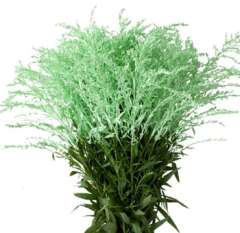 Solidago - Light Green Flower Dyed