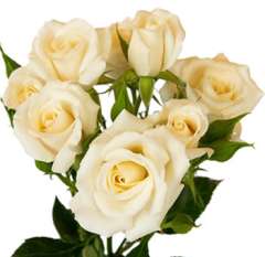 Spray Roses Ivory Cream - White Majolica