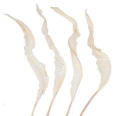 Bird of Paradise Dry Leaves - Bleached White