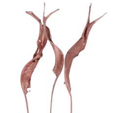 Bird of Paradise Dry Leaves - Rose Gold