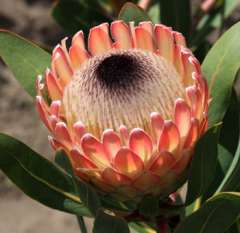Susara Protea Flower