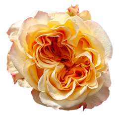 Peach Garden Rose