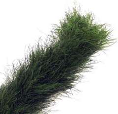 Tree Fern Garland - Regular - 5 inches Wide