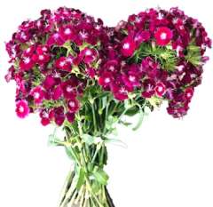 Burgundy Dianthus - Violet Tone