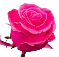 Wax Rose - Hot Pink