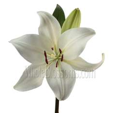 White Lily Asiatic Lily