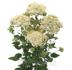 Trachelium White Premium Flower