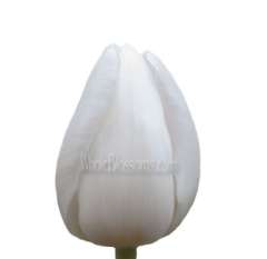 Tulip White Flowers