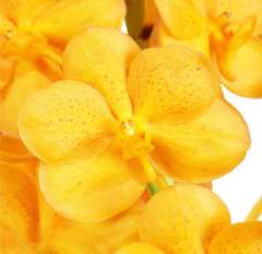 Yellow Ascocenda Orchid