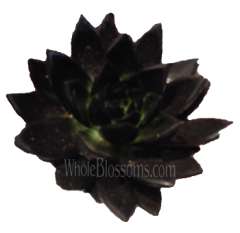 Zwart Black Succulents