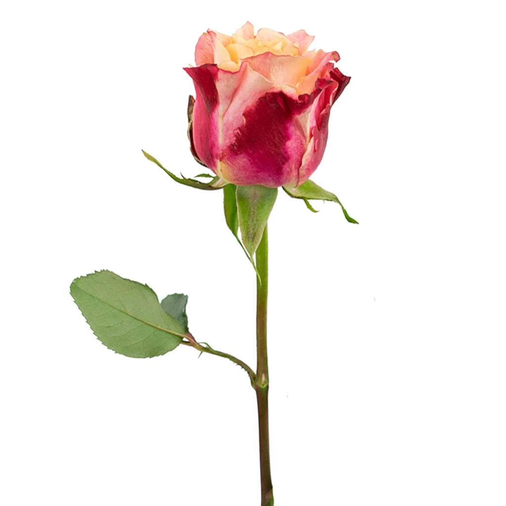 Fresh-cut 3D Pink Bicolor Roses featuring layered petals and vivid color contrast, perfect for weddings and elegant floral décor.