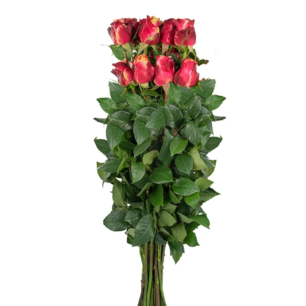 Bold 3D Pink Bicolor Roses with dramatic color blend, ideal for statement wedding bouquets and luxury floral displays in bulk quantities.