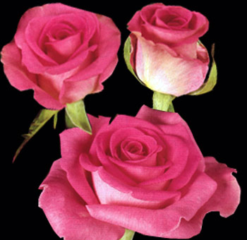 Three Attache Hot Pink Roses in various bloom stages, showcasing vibrant pink petals, perfect for weddings, bouquets, and event designs.