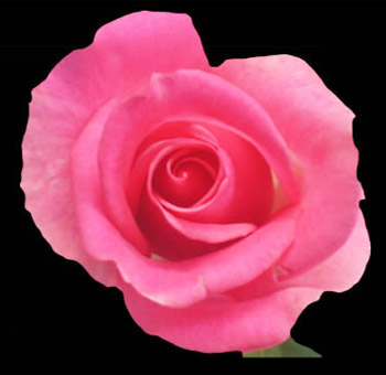 Fully bloomed Attache Hot Pink Rose with vivid pink petals, ideal for event centerpieces, bouquets, and floral decorations.