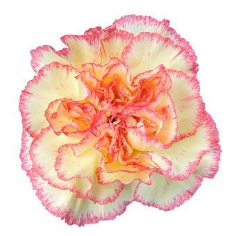 Bicolor Carnation Flowers
