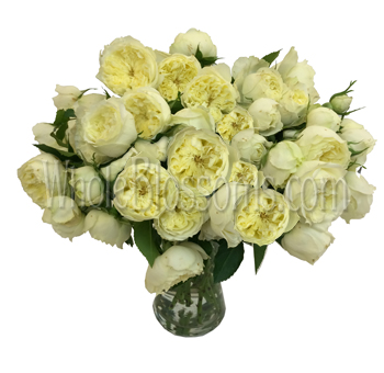 Vase of Annice Romantic Cream Garden Roses – soft cream blooms with full, ruffled petals, perfect for weddings and special events, available in bulk from Whole Blossoms.