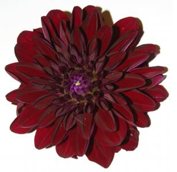 Burgundy Dahlia Flower