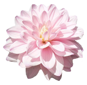 Pink dahlia bloom with layered petals used in wedding and event floral arrangements.