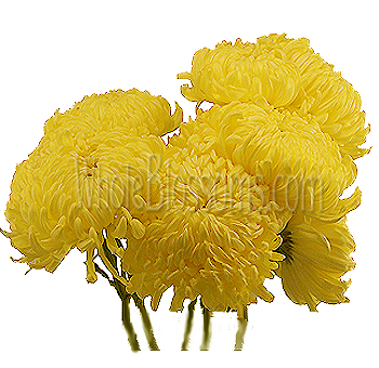 Cluster of Yellow Football Mum Flowers with large, vibrant blooms, perfect for bright and cheerful floral arrangements and event décor.