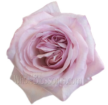 A detailed shot of a fully bloomed Pink Invitation Rose, highlighting its peony-like fullness and romantic pastel shade.