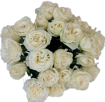 Fresh white garden roses for weddings and events with premium wholesale blooms.